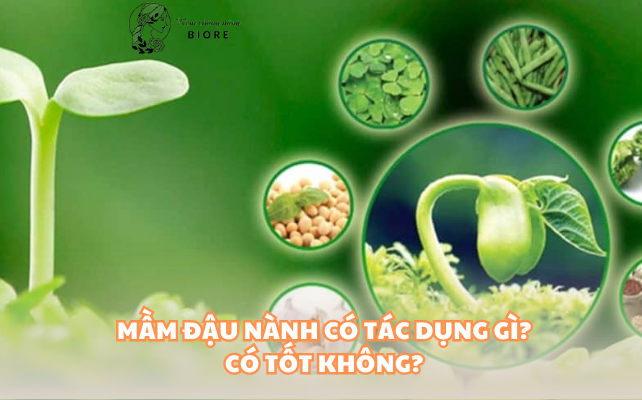 Mầm đậu nành có tác dụng gì? Có tốt không?